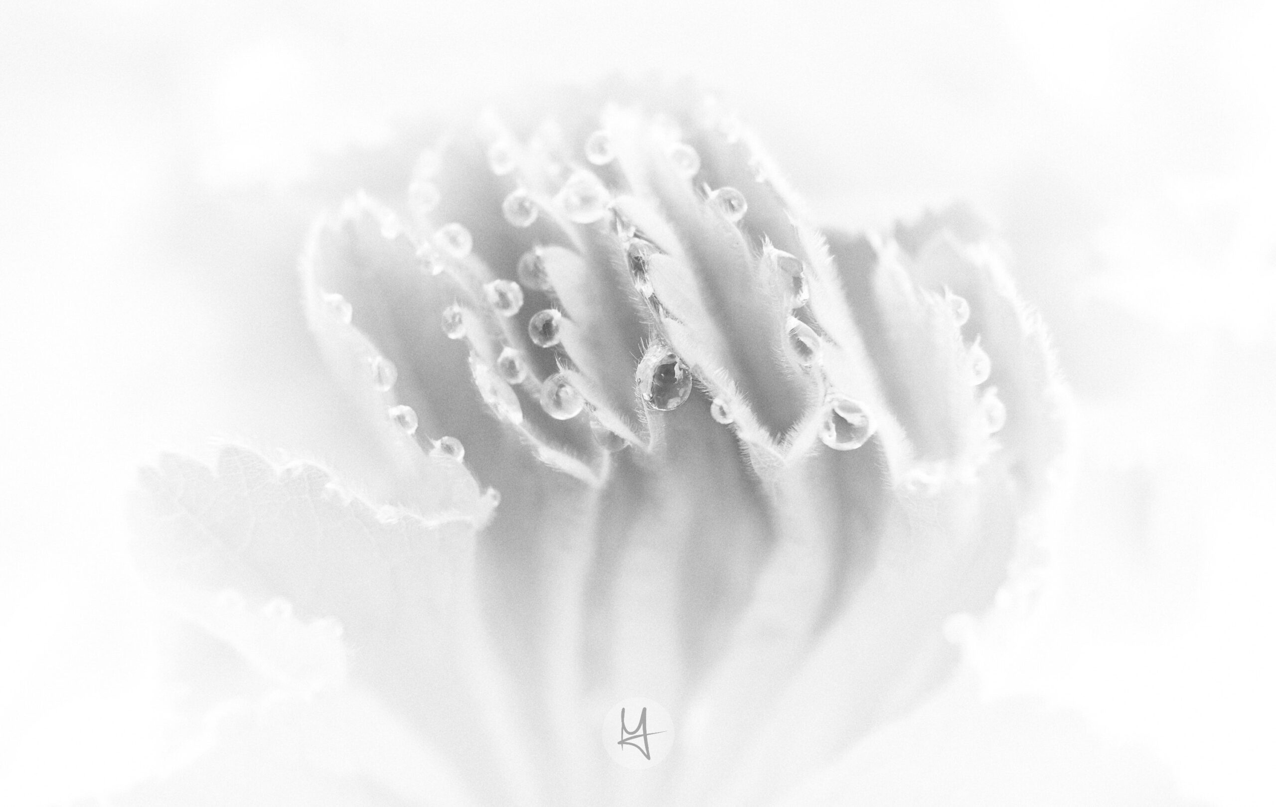 A soft-focus, black-and-white macro shot of a delicate, ruffled plant. Tiny, luminous water droplets cling to the soft, feathery edges of the leaves, creating a sparkling effect. The image is bright, with a high-key exposure that makes the background almost completely white.