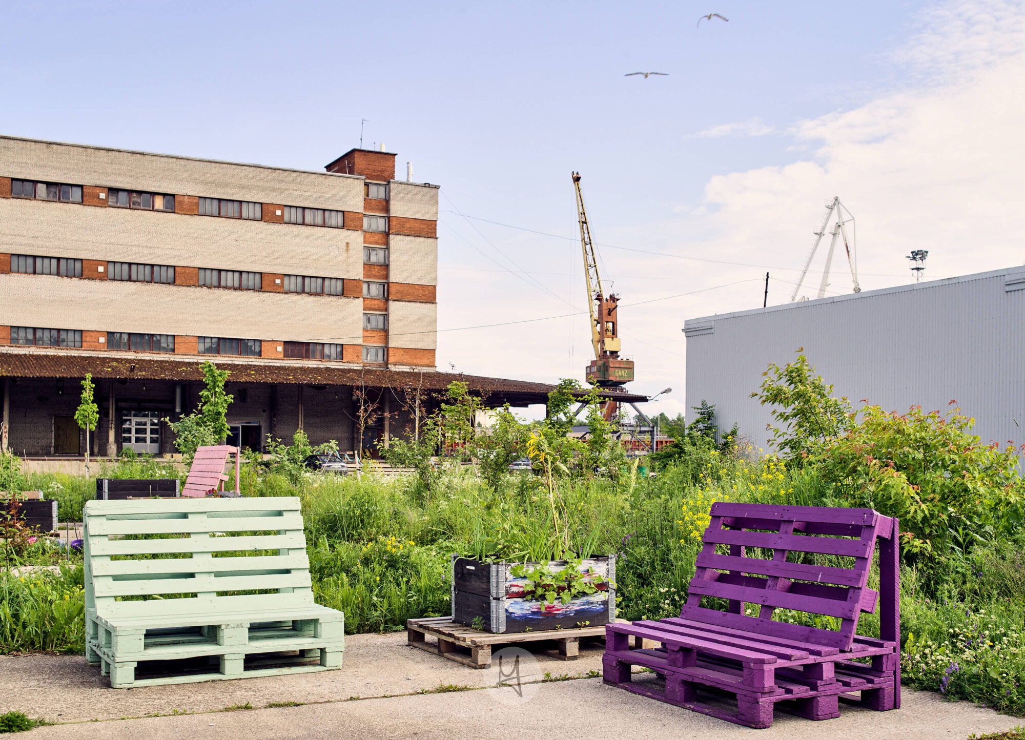 The image presents a vibrant and inviting scene set in what appears to be an urban garden. Dominating the center are two colorful wooden chairs, each boasting hues of purple and blue. These chairs sit on either side of a small cluster of potted plants that add a touch of greenery to the otherwise concrete landscape. In the background, there's an imposing brick building with large windows, suggesting it might be an old warehouse or factory repurposed for modern use. To the right of this structure is a white crane truck, indicating ongoing construction or renovation in the area. The sky above is clear and blue, adding to the overall pleasant atmosphere of the setting. The image evokes a sense of tranquility amidst an urban environment, with the colorful chairs serving as inviting spots for relaxation or conversation. The juxtaposition of nature's softness with the hard lines and structures around emphasizes the coexistence of different facets in contemporary cityscapes.