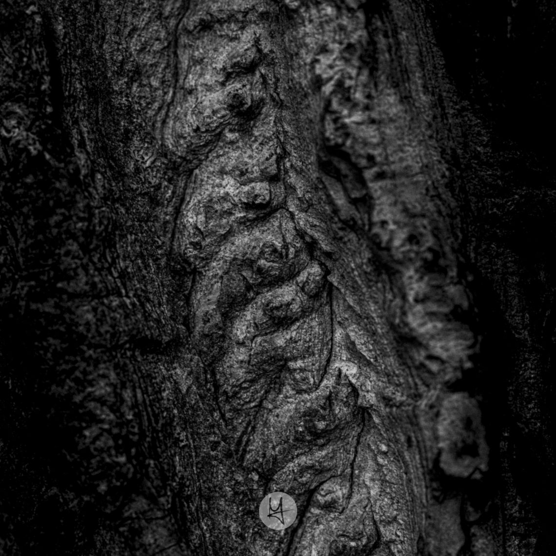 Diese schwarz-weiße, vertikale Nahaufnahme zeigt eine Baumrinde mit tiefen, rauen Furchen und Spalten, die eine komplexe, wellenförmige Textur bilden. Die Beleuchtung betont die Details, indem sie tiefe Schatten erzeugt und die erhabenen Oberflächen hervorhebt.